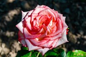 fotografie Aan thema mooi wild groeit bloem roos foto