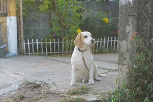 hond zittend in voorkant van de huis foto