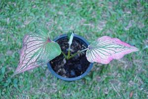 caladium bicolor in pot Super goed fabriek voor versieren tuin foto