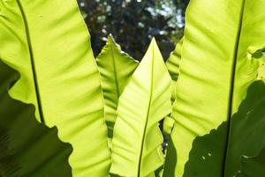 groen blad achtergrond met zonlicht foto