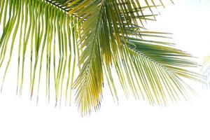 kokosnoot bladeren Aan een wit achtergrond foto