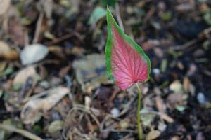 caladium bicolor in pot Super goed fabriek voor versieren tuin foto