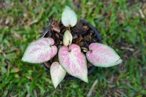 caladium bicolor in pot Super goed fabriek voor versieren tuin foto