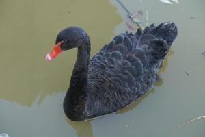 de zwart gans drijft Aan de oppervlakte van de water in zoeken van voedsel. foto