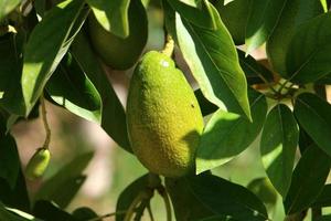 groot avocado fruit in een stad park in Israël foto