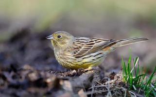 vrouw geelgors Emberiza citrinella poseren in de buurt de grond afval en gras foto