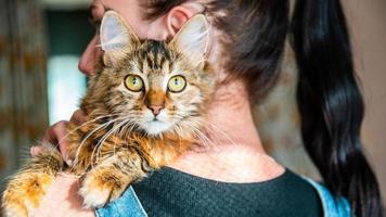 detailopname portret van een grijs gestreept huiselijk kat.afbeelding voor veterinair klinieken, sites over katten, voor kat voedsel. foto