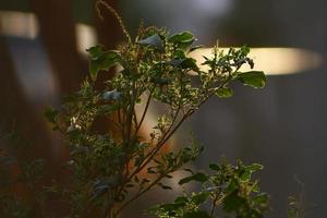 zonnestralen door planten in buitenshuis tuinen in karachi Pakistan 2022 foto