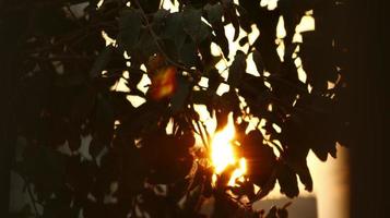 zon schijnend door boom bladeren in buitenshuis tuin in karachi Pakistan 2022 foto