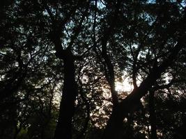 blauw lucht en silhouet van bomen gedurende dag in karachi Pakistan 2022 foto