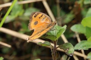 Pauw viooltje vlinder Aan een blad van gras foto