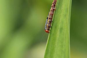 lelie rups- mot rups- aan het eten een lelie blad foto