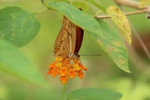julia vlinder Aan een bloem voeden Aan nectar foto