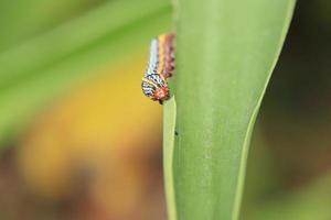 lelie rups- mot rups- aan het eten een lelie blad foto