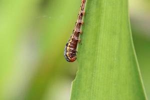 lelie rups- mot rups- aan het eten een lelie blad foto