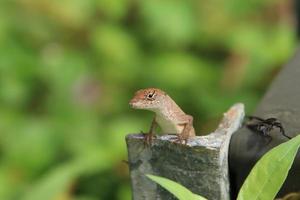 bruin anole hagedis Aan een boom Afdeling foto