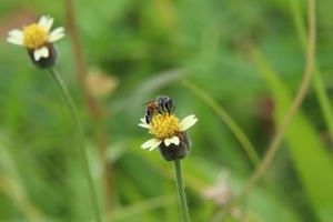 rood dwerg honing bij Aan een bloem voeden Aan stuifmeel foto