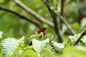 karmozijn sunbird te midden van de bloemen foto