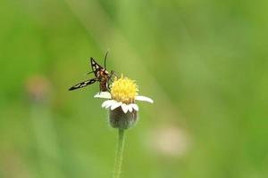 naaf wesp mot Aan een blad foto