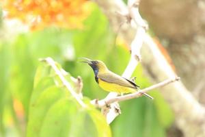 olijf- gesteund sunbird Aan de boom tops foto