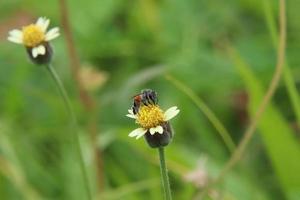 rood dwerg honing bij Aan een bloem voeden Aan stuifmeel foto