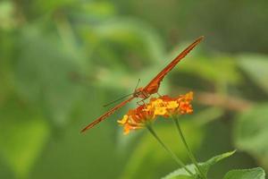 julia vlinder Aan een bloem voeden Aan nectar foto