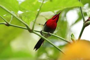 karmozijn sunbird te midden van de bloemen foto