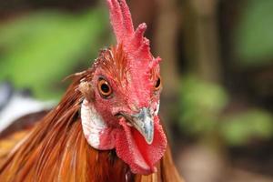 rood oerwoud kip kip op zoek in de camera foto
