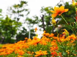 oranje bloem in mooi natuur en helder van zonneschijn met vervagen oranje bloemen achtergrond foto