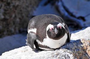 pinguïn - keien strand - zuiden Afrika foto