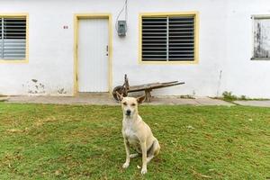 hond zittend buitenshuis in voorkant van een huis in casilda, Cuba. foto