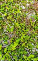 muur helemaal vol van tropisch beklimming planten in Mexico. foto