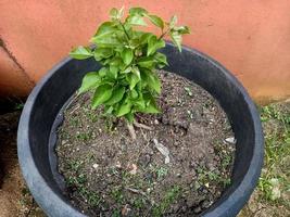 groen planten van natuur foto