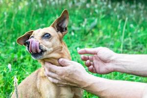 eigenaar Holding honden gezicht in handen met Super goed liefde en zorg. foto