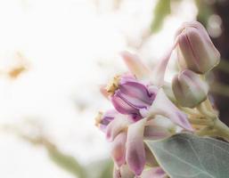 mooi bloem Purper kleur in natuur en bokeh achtergrond met versheid zonneschijn, calotropis bloem kleurrijk foto