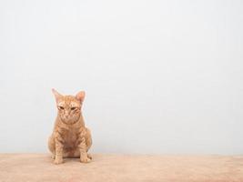 schattig kat zittend Aan sofa kopiëren ruimte wit muur achtergrond foto