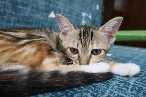 dichtbij omhoog van schattig gestreept katje slapen Aan blauw jeans achtergrond, wijnoogst filter. baby kat slapen. huis huisdier. jong katjes. schattig grappig katten Bij huis. foto