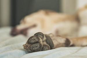 detailopname van een honden poot resting Aan een bed. foto