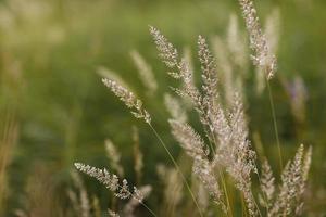 selectieve zachte focus van droog gras, riet, stengels die in de wind waaien bij gouden zonsonderganglicht, horizontale, wazige heuvels op de achtergrond, kopieer ruimte. natuur, zomer, grasconcept foto