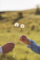 jong liefhebbend paar Holding in handen paardebloemen in zomer park Aan groen natuurlijk achtergrond, visie van handen. een paar- van handen houdt een paardebloemen. foto