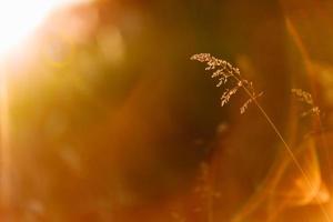 selectieve zachte focus van droog gras, riet, stengels die in de wind waaien bij gouden zonsonderganglicht, horizontale, wazige heuvels op de achtergrond, kopieer ruimte. natuur, zomer, grasconcept foto