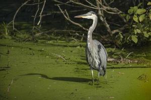 Super goed blauw reiger staand in een moeras vijver foto