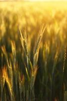 tarwe veld. oren van gouden tarwe dichtbij omhoog. mooi natuur zonsondergang landschap. landelijk landschap onder schijnend zonlicht. achtergrond van rijpen oren van tarwe veld. foto