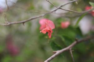 mooi bloem veld- in de tuin met wazig achtergrond foto