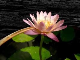detailopname mooi roze lotus bloem bloeiend in de ochtend. foto
