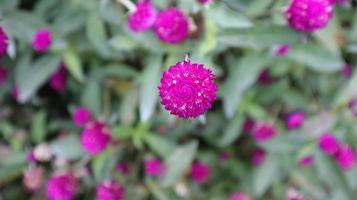 levendig Purper helder gekleurde gomphrena globosa bloem bloeiend in tuin. foto