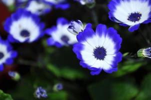 zwaan rivier- madeliefje of compositae ook bekend net zo sierlijk blauw bloemen, ingemaakt blauw pericallis foto