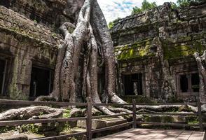 ta prohm tempel ruïnes verborgen in oerwouden, siem riep, Cambodja foto