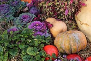 detailopname van vers fabriek bladeren decoratief Purper kool brassica oleracea en pompoenen. biologisch groente gezond aan het eten concept. herfst oogsten. veganistisch voedsel. tuinieren, groeit en bio landbouw foto