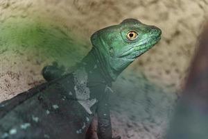 groen basilisk hagedis foto